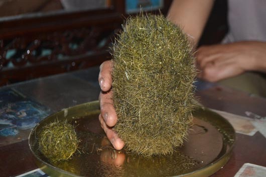 cach-bao-quan-qua-cat-lon Cách bảo quản cát lợn