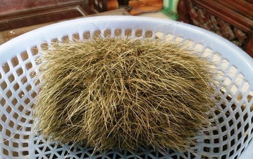 cat-lon-la-gi Cát lợn là gì?