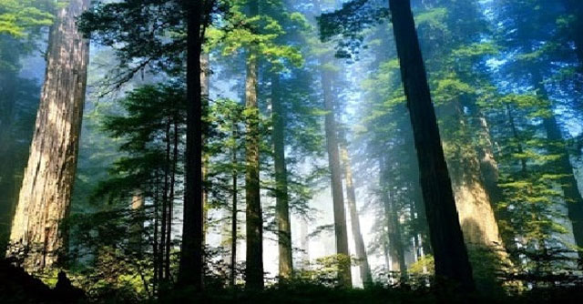 Nghị luận về bảo vệ rừng là bảo vệ cuộc sống của chúng ta