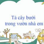 Tập làm văn lớp 4: Tả cây bưởi trong vườn nhà em (Dàn ý + 11 mẫu)