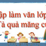 Tả quả măng cụt (10 mẫu)