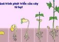 Giáo án mầm non: Quá trình phát triển của cây